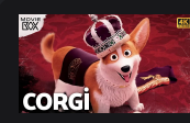 Corgi ｜ Türkçe Dublaj Animasyon 4K - MovieBox